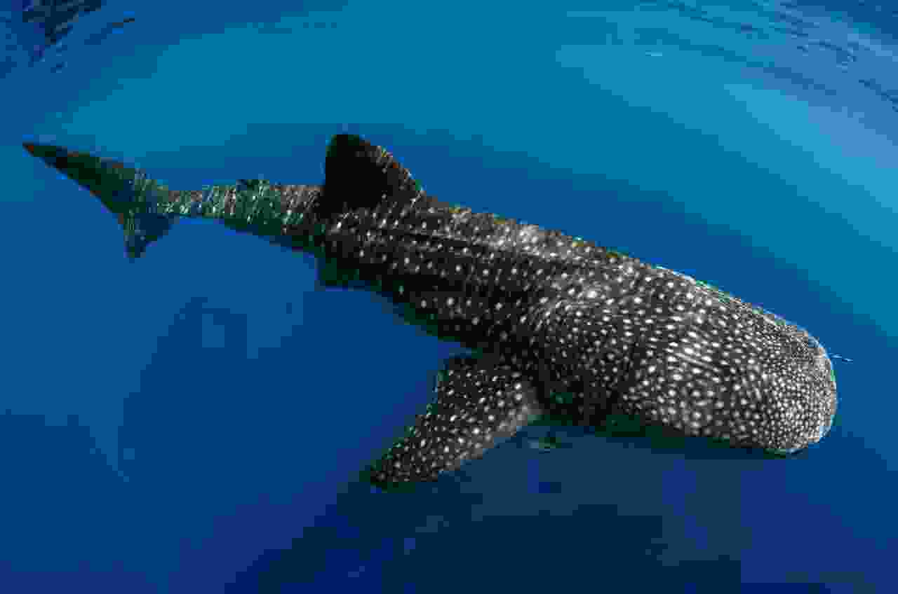 盘点十大最稀有的鱼类:野生中华鲟榜上有名 盘点十大最稀有的鱼类:野生中华鲟榜上有名