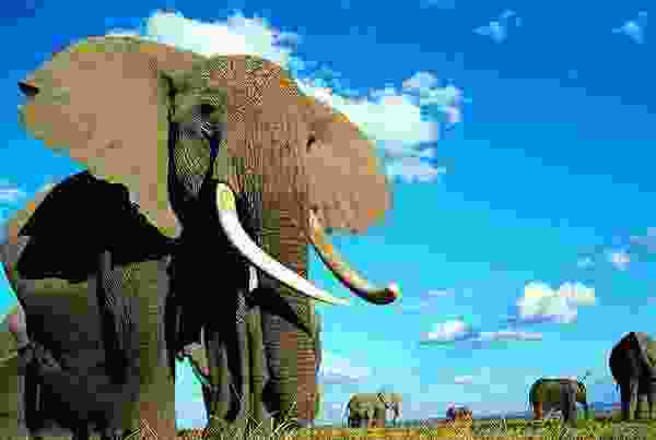 世界十大顶级国宝动物:考拉屈居第四,大熊猫夺得冠军 世界十大顶级国宝动物:考拉屈居第四,大熊猫夺得冠军