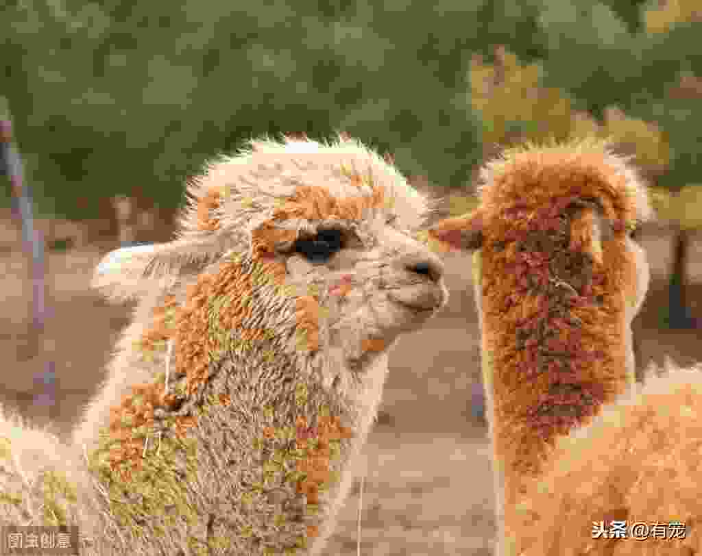 为什么养羊驼做宠物(家里养羊驼要注意什么) 为什么养羊驼做宠物(家里养羊驼要注意什么)