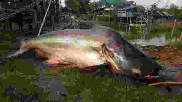 盘点十大最稀有的鱼类:野生中华鲟榜上有名 盘点十大最稀有的鱼类:野生中华鲟榜上有名