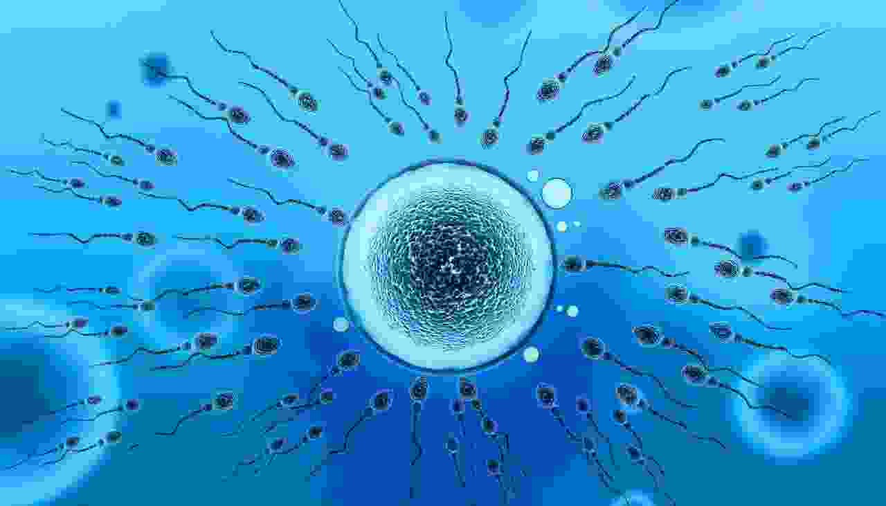精子放多久(怀孕精子要储存多久)