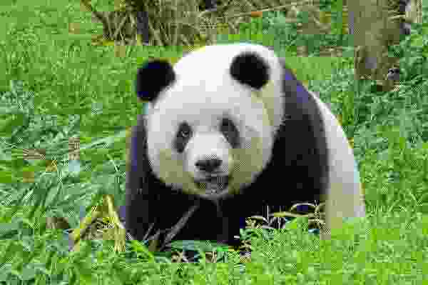 世界十大顶级国宝动物：考拉屈居第四，大熊猫夺得冠军