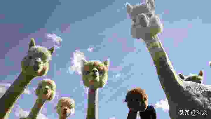 为什么养羊驼做宠物(家里养羊驼要注意什么) 为什么养羊驼做宠物(家里养羊驼要注意什么)