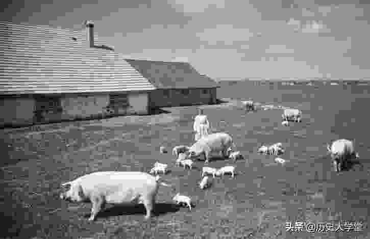 乌克兰人口多少面积多大（乌克兰俄罗斯冲突原因）