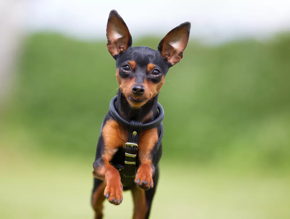 世界上最小的11种狗排名（中国最小巧的狗）