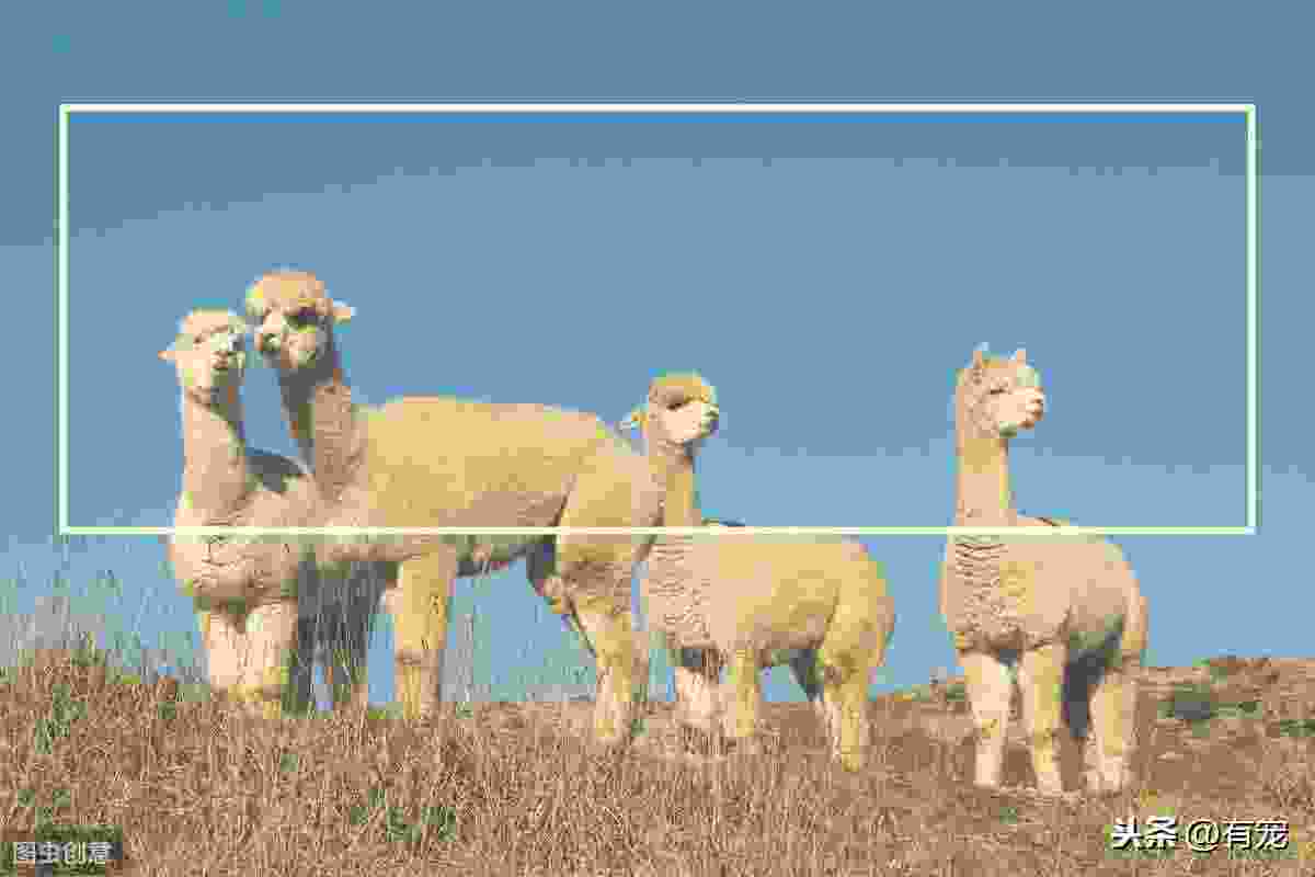 为什么养羊驼做宠物(家里养羊驼要注意什么) 为什么养羊驼做宠物(家里养羊驼要注意什么)