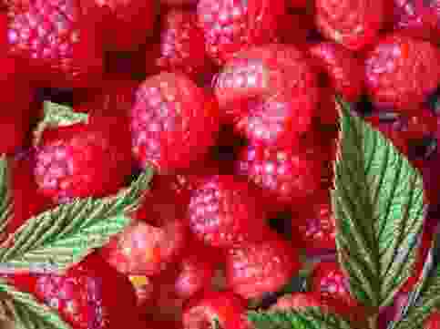 树莓的功效与作用禁忌 树莓能直接吃吗
