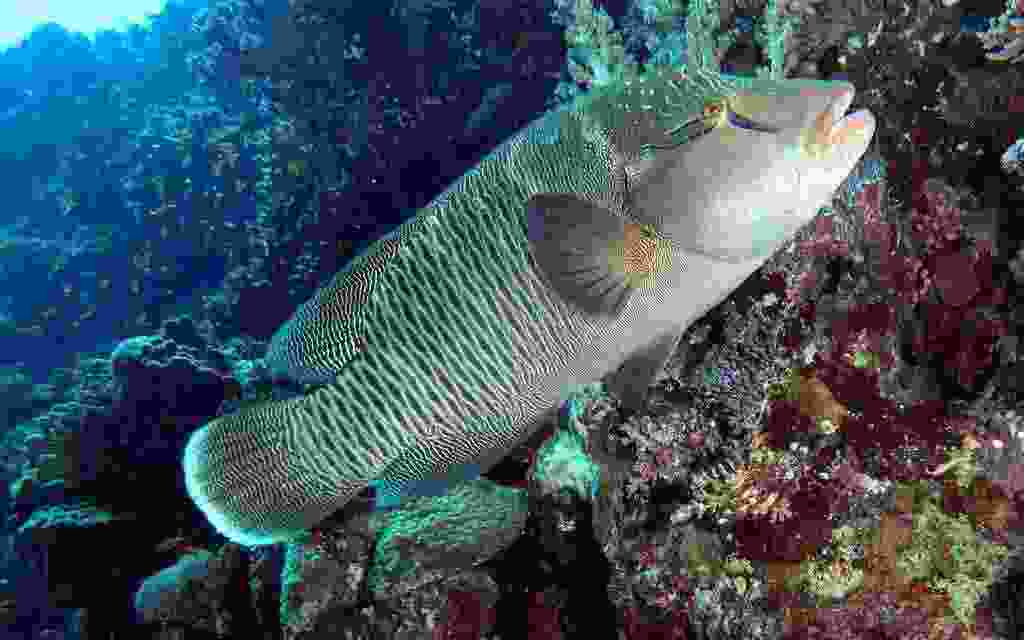 盘点十大最稀有的鱼类：野生中华鲟榜上有名