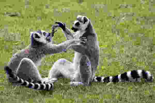 世界十大顶级国宝动物:考拉屈居第四,大熊猫夺得冠军 世界十大顶级国宝动物:考拉屈居第四,大熊猫夺得冠军