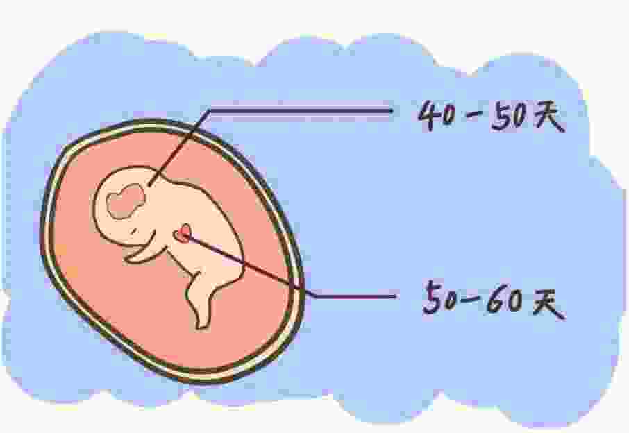 胎心要多久(怀孕多久有胎心胎芽是正常的)