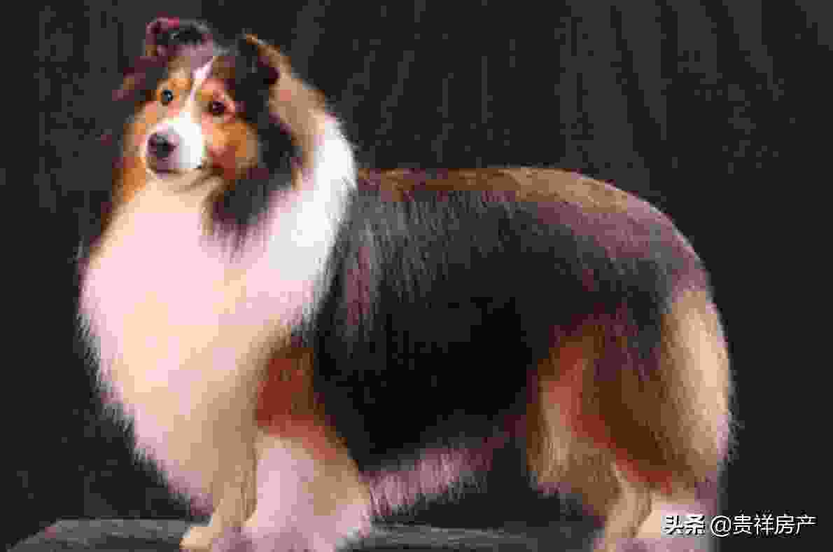 世界上十大毛最长的犬：萨摩耶犬上榜，阿富汗猎犬第一