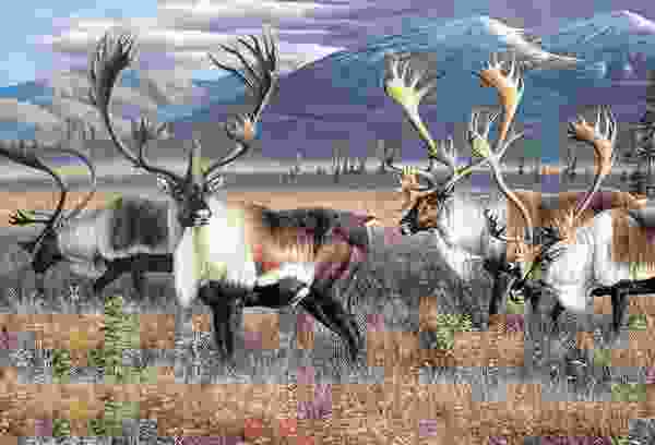 世界十大顶级国宝动物:考拉屈居第四,大熊猫夺得冠军 世界十大顶级国宝动物:考拉屈居第四,大熊猫夺得冠军