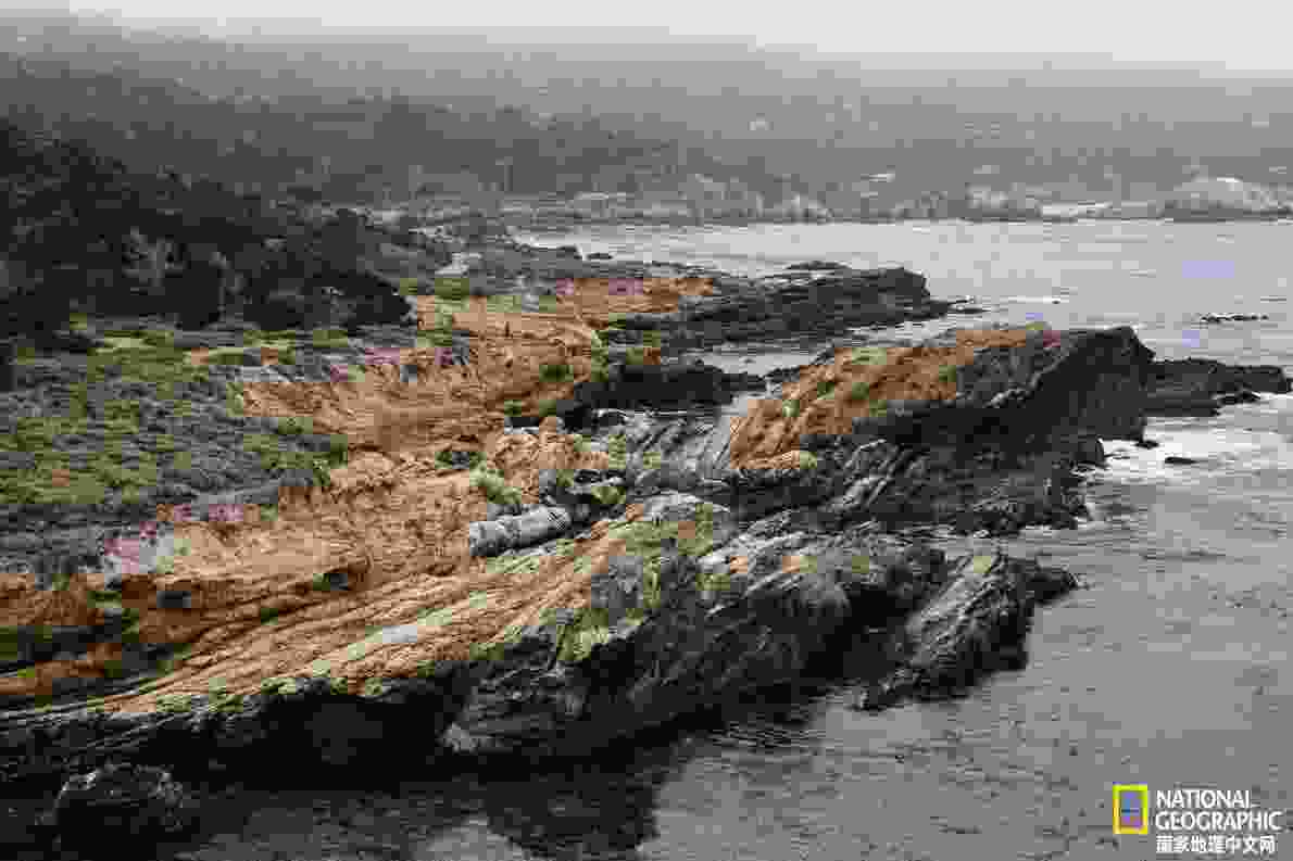 凌采加州天然(鍑岄噰鍔犲窞澶╃劧楦¤倝鐚伯)