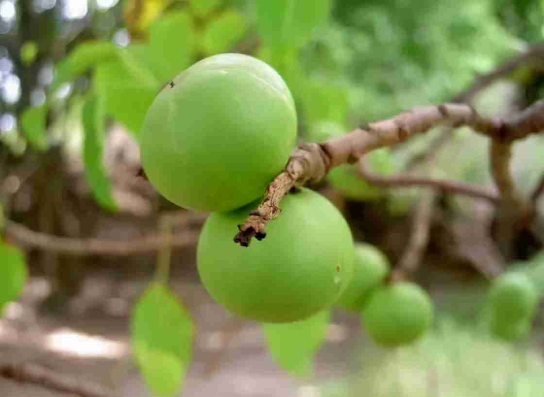 世界上最毒的树排名 5种有剧毒的树木