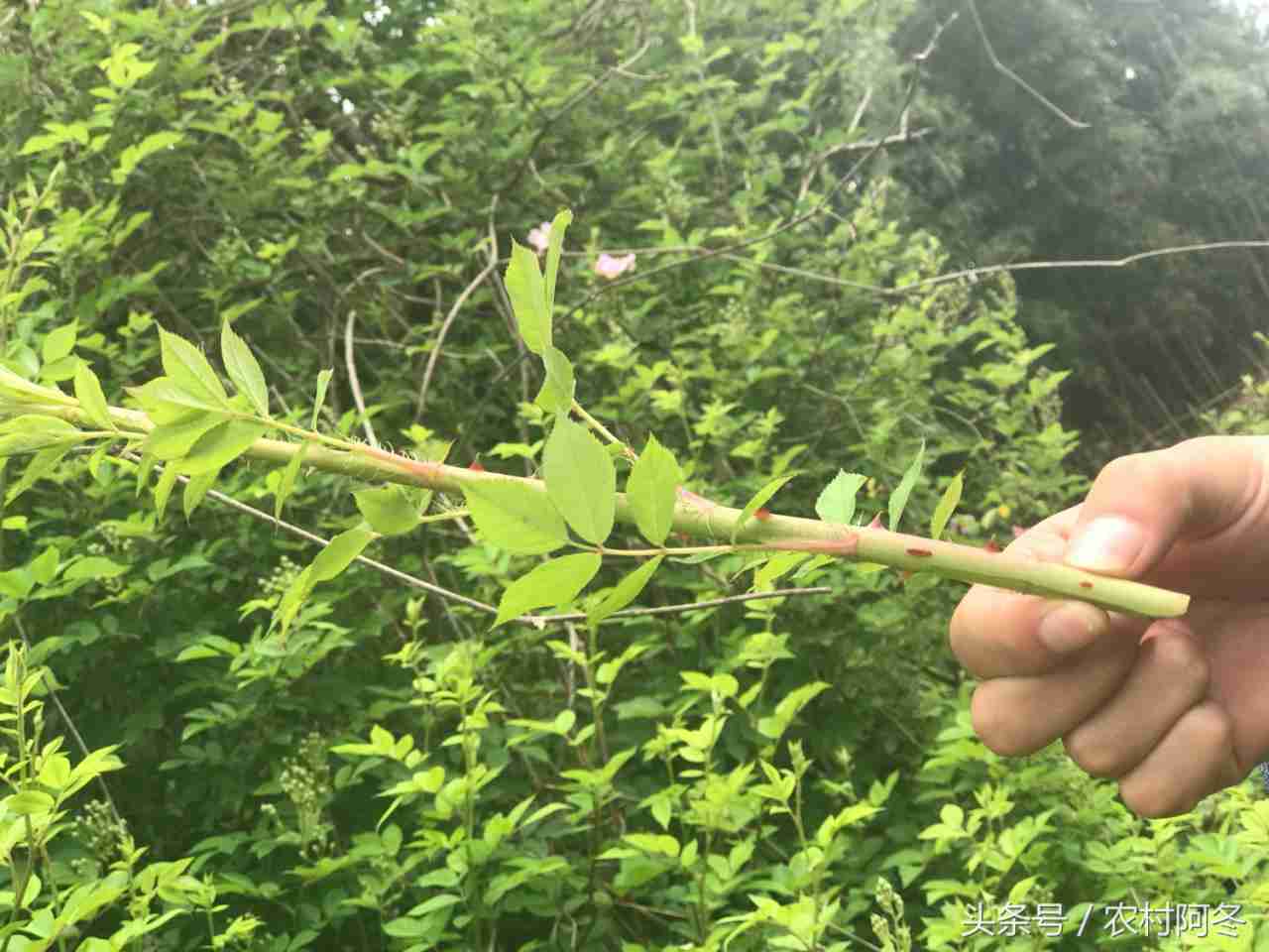 野蔷薇苔(刺苔有什么功效)