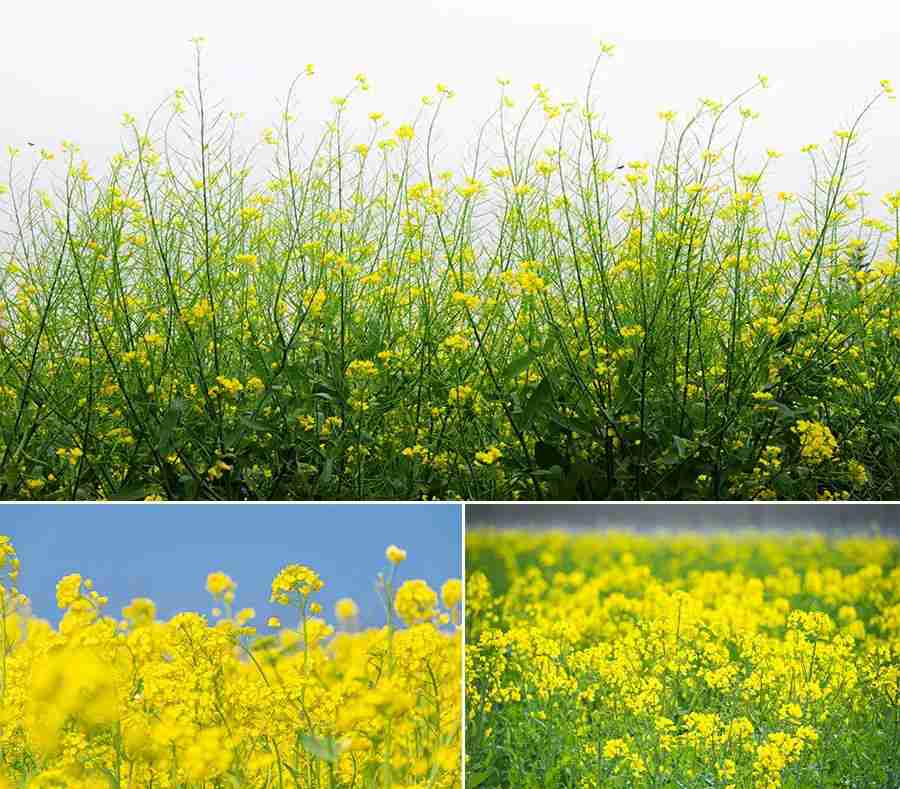 春天的风景简笔画怎么画 2022最新关于春天的风景简笔画儿童画图片教程 春天的风景简笔画怎么画 2022最新关于春天的风景简笔画儿童画图片教程