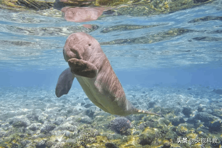 世界上有没有美人鱼(美人鱼真实图片曝光震惊世界)
