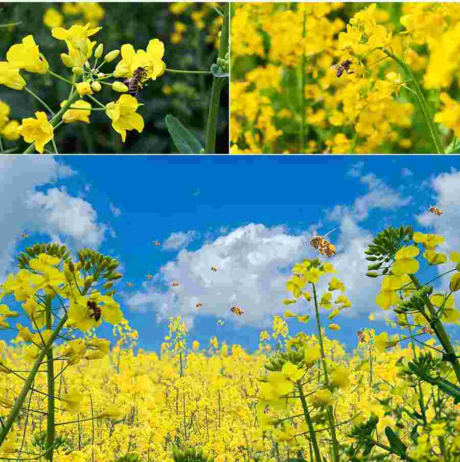 春天的风景简笔画怎么画 2022最新关于春天的风景简笔画儿童画图片教程 春天的风景简笔画怎么画 2022最新关于春天的风景简笔画儿童画图片教程