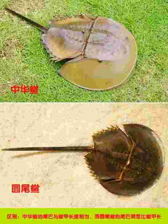 圆尾鲎是什么东西(圆尾鲎会引起食物中毒吗(有剧毒) 圆尾鲎是什么东西(圆尾鲎会引起食物中毒吗(有剧毒)