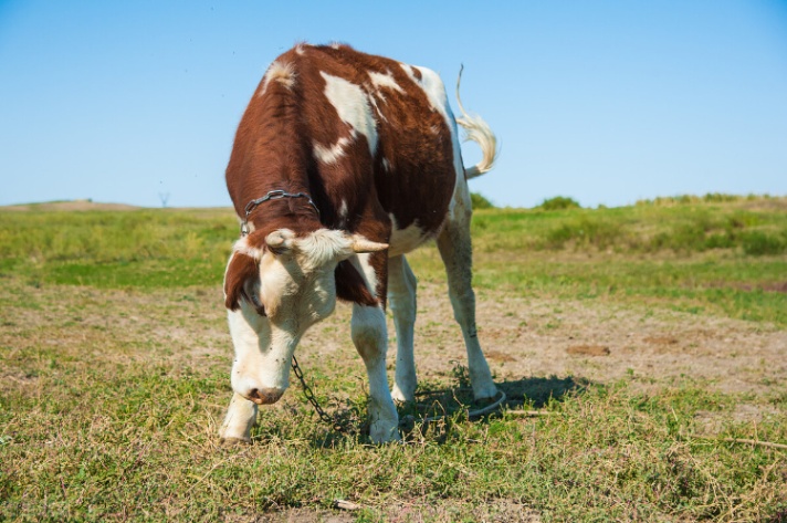 85年属牛的哪年起大运 1985年属牛女后半生命运