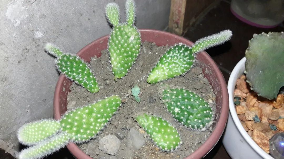 仙人掌有叶子吗(仙人掌的刺，其实就是它的叶子是由于什么什么造成的)