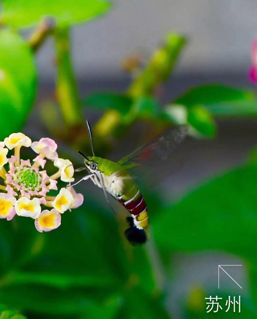 蜂鸟鹰蛾如何养才长得好