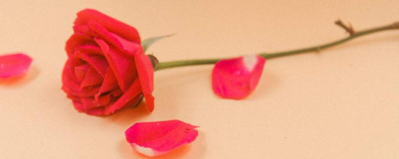 11朵玫瑰代表什么意思（来看不同颜色玫瑰的寓意）