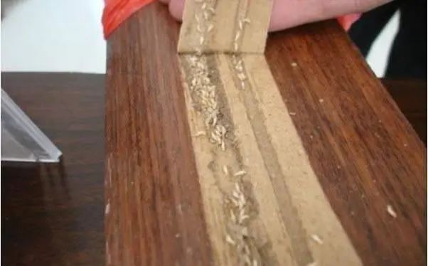 白蚁防治方法(5 跪求杀死白蚁的方法、可以抑制白蚁继续吃树的办法也行)