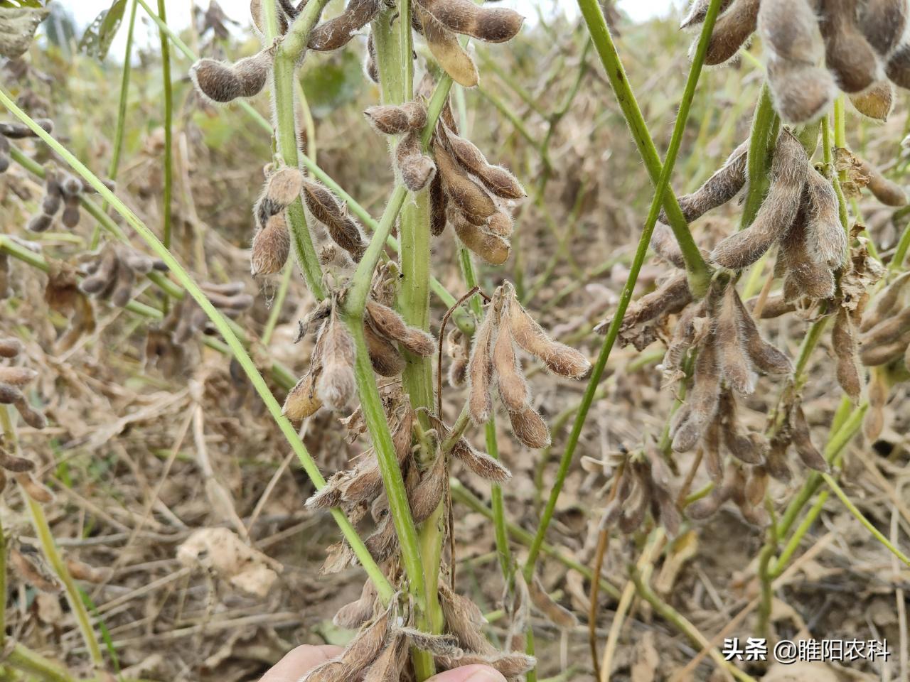 合农95大豆种子简介(合农69大豆种子简介)