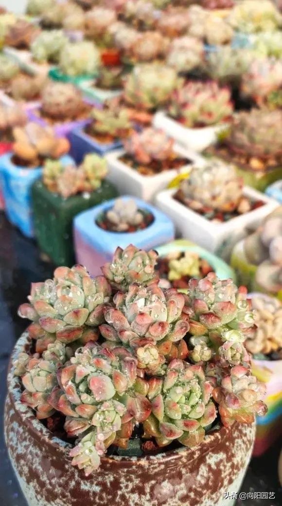 如何植物怎么养?多肉植物,十大养护技巧 如何植物怎么养?多肉植物,十大养护技巧