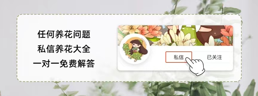 简介冬青扦插法(冬青扦插法)