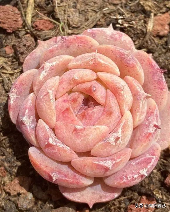 如何植物怎么养?多肉植物,十大养护技巧 如何植物怎么养?多肉植物,十大养护技巧