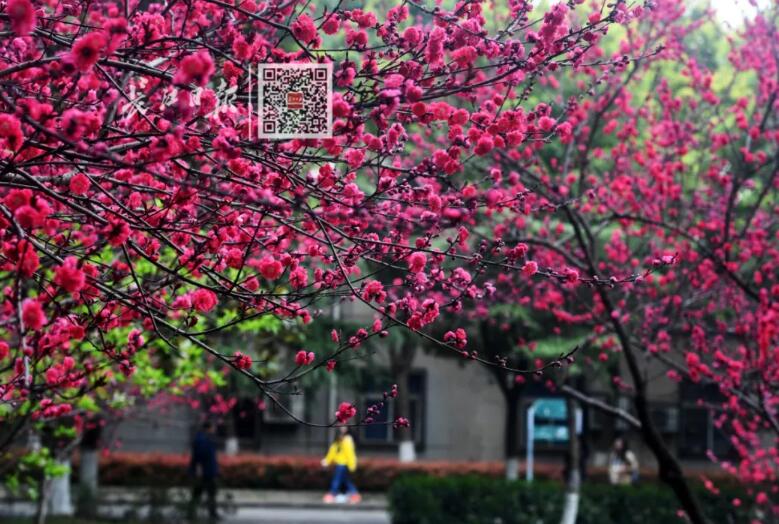 武汉大学历任校花(武汉大学十大校花排行) 武汉大学历任校花(武汉大学十大校花排行)