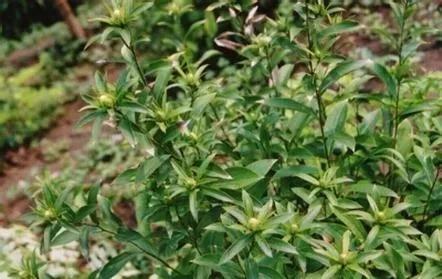 苍术的养殖方法(苍术的种植方法和技术) 苍术的养殖方法(苍术的种植方法和技术)