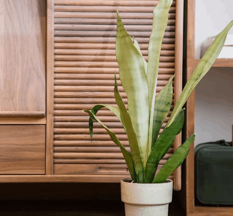 如何养殖白玉虎皮兰(白玉虎皮兰养殖方法及注意事项)