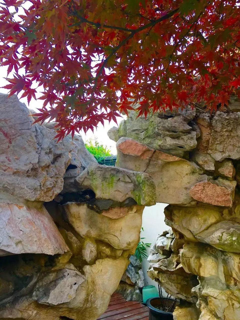 蜂鸟鹰蛾如何养才长得好