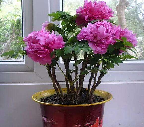 盆栽牡丹冬丹怎么在室内?