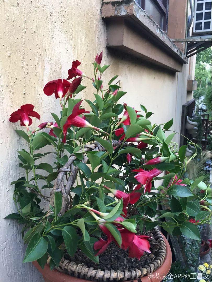 一年四季都盛开的花是什么花(一年四季都能开花的植物有哪些)