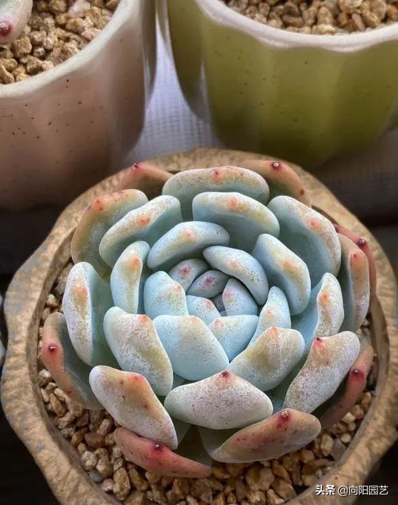 如何植物怎么养?多肉植物,十大养护技巧 如何植物怎么养?多肉植物,十大养护技巧