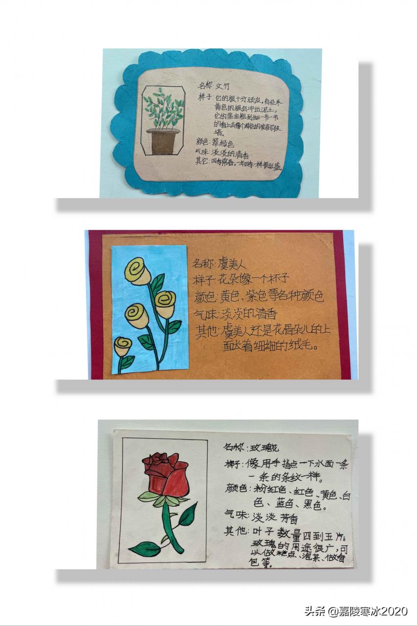 植物记录卡怎么做,植物记录卡范本 植物记录卡怎么做,植物记录卡范本