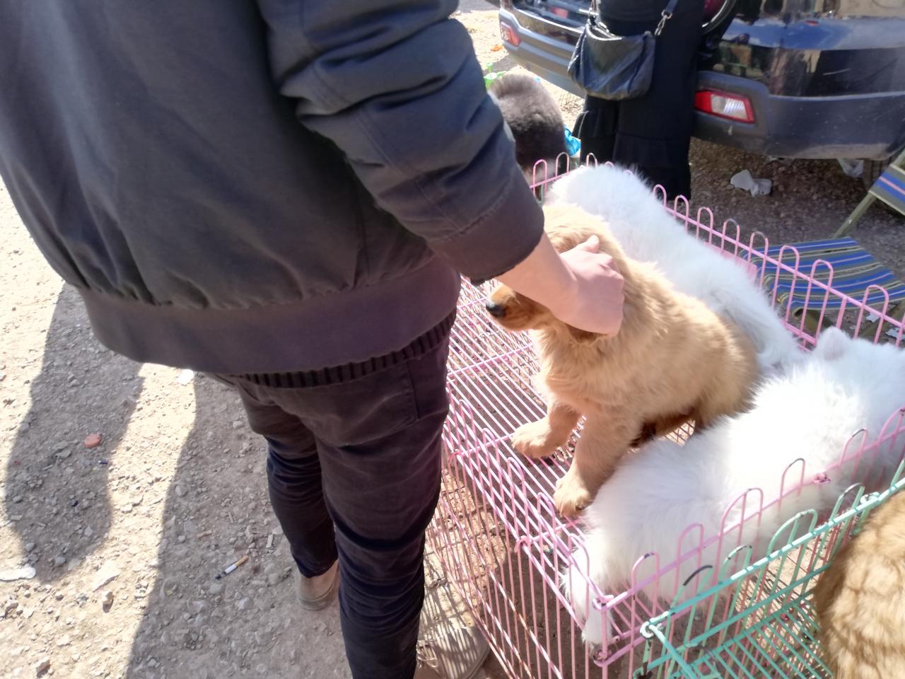 金毛犬多少钱一只幼崽(商贩开出价位800元一只) 金毛犬多少钱一只幼崽(商贩开出价位800元一只)