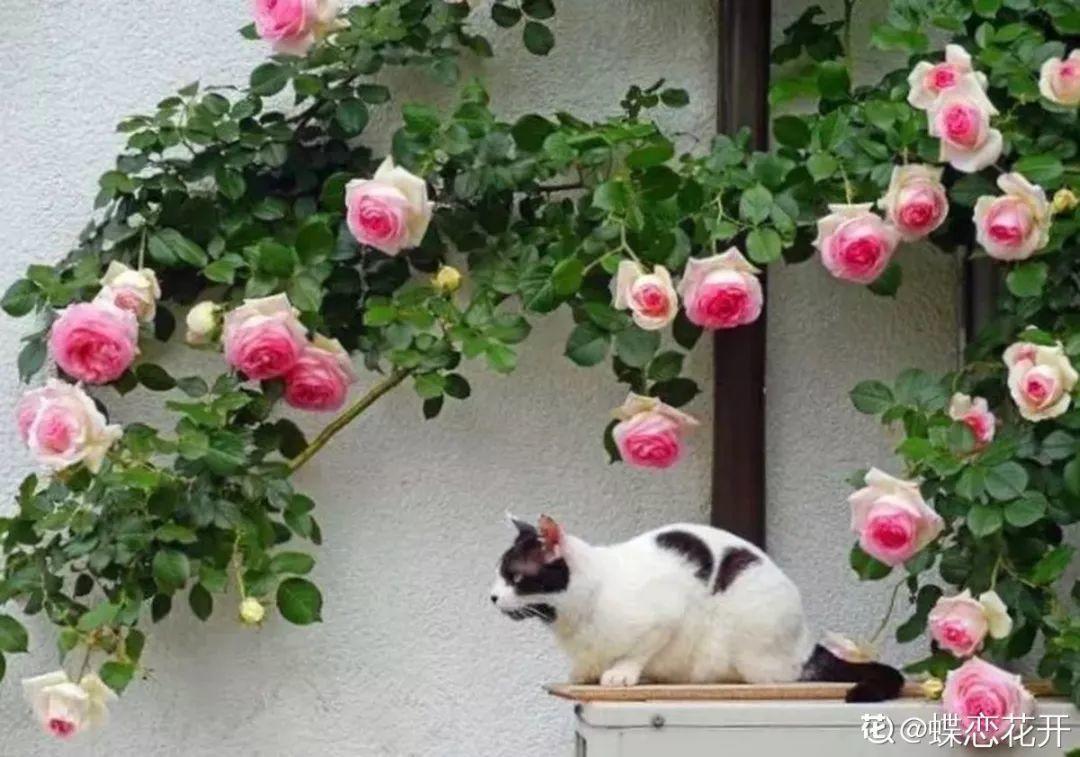 蜂鸟鹰蛾如何养才长得好