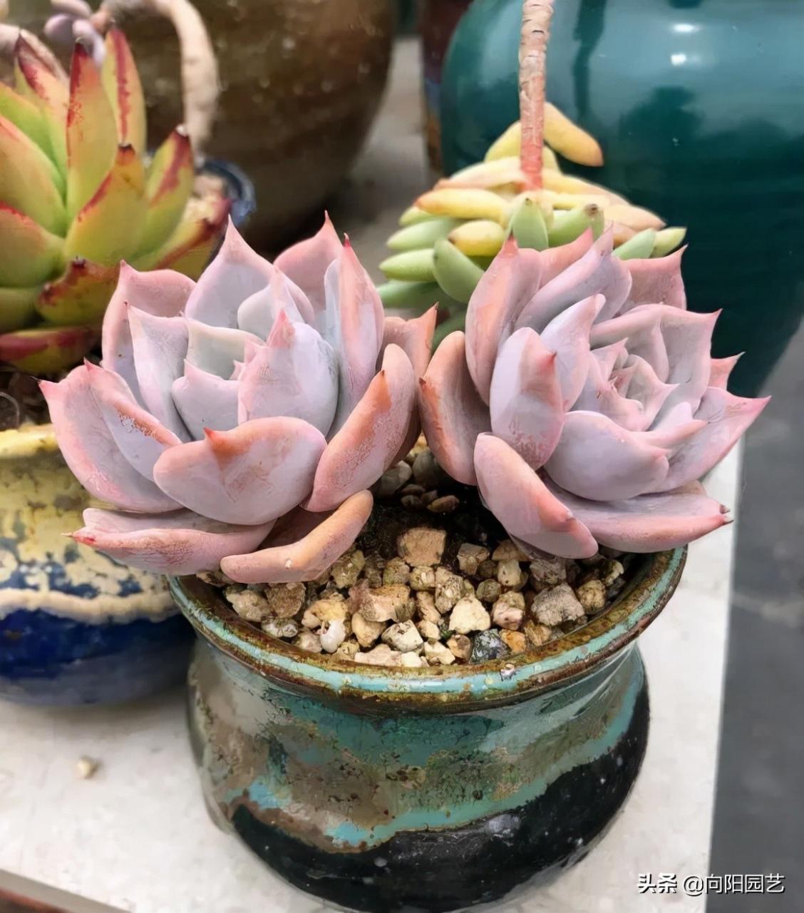 如何植物怎么养?多肉植物,十大养护技巧 如何植物怎么养?多肉植物,十大养护技巧