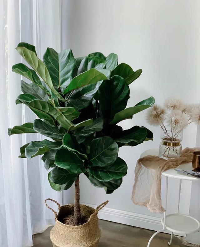 客厅养这三种花最合适(客厅放什么花好看又旺)