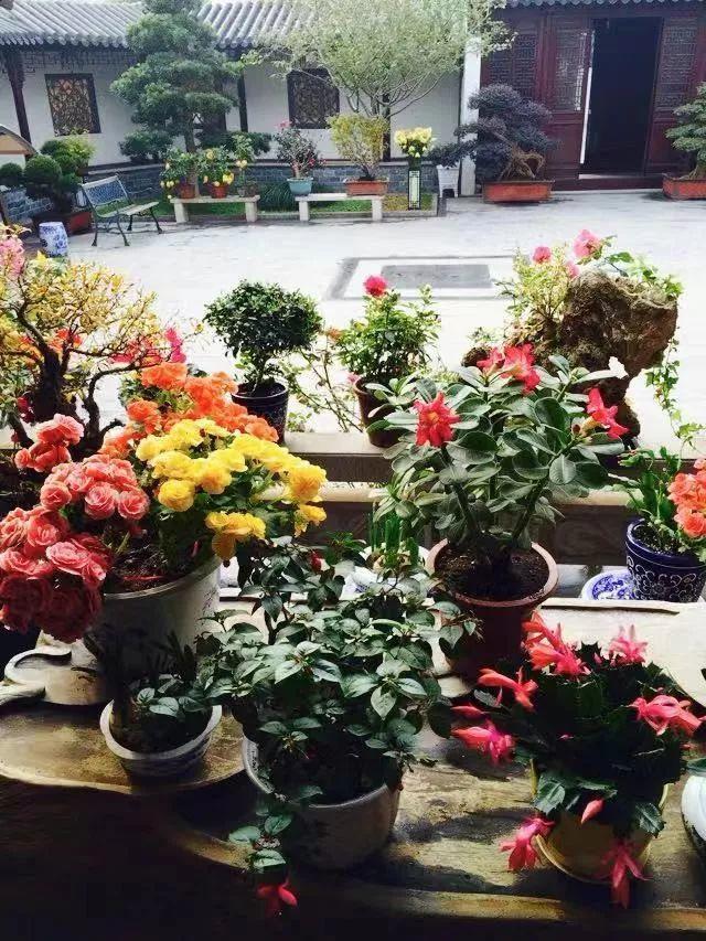 蜂鸟鹰蛾如何养才长得好