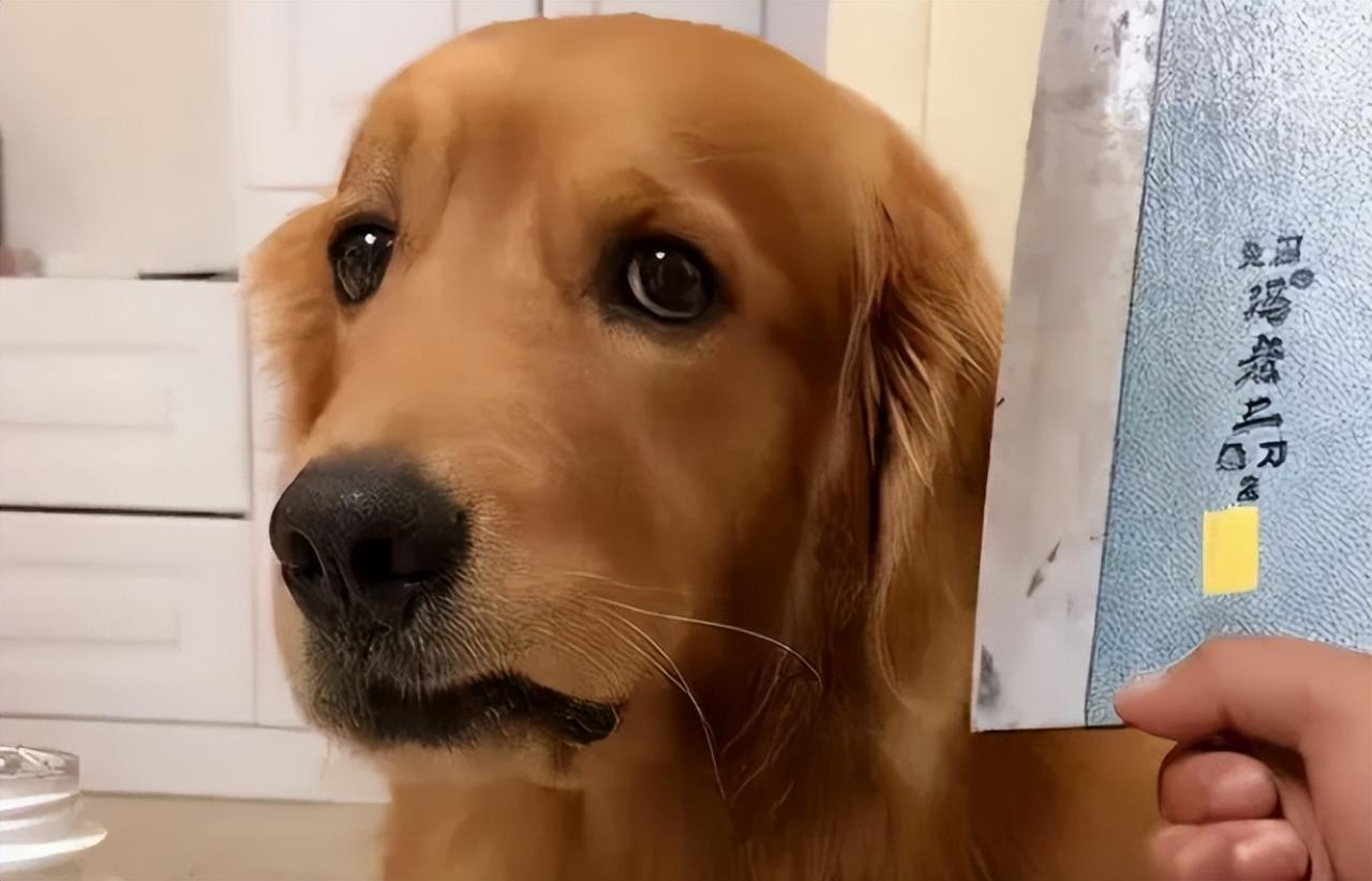 金毛犬用爪子“扒拉”主人中药材猫爪子(部编版二年级上册语文生字组词带拼音)