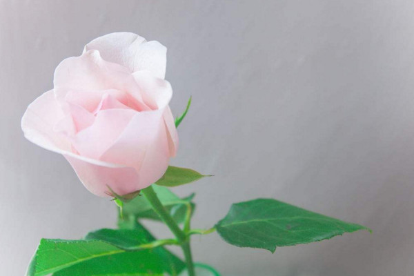 11朵玫瑰代表什么意思（来看不同颜色玫瑰的寓意）