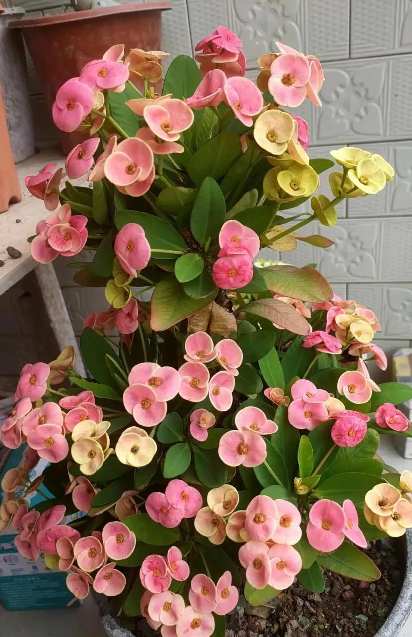 各种开花时间(不同开花时间)