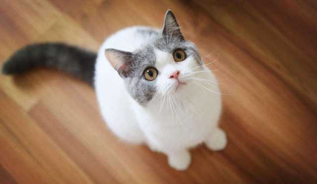 世界名猫排行榜前十