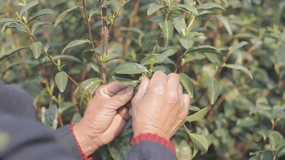 碧螺春产于哪里(为什么说只有苏州洞庭碧螺春才是最正宗的碧螺春)